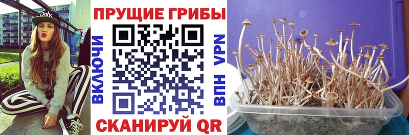 Галлюциногенные грибы Magic Shrooms  Купить где  Карабаш 